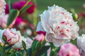 Peony "˜Bowl of Beauty’ | 2+ Eyes Bare Root | Stunning Bi-Color Blooms | Perennial Cut Flower | Deer-Resistant | Zones 3-8