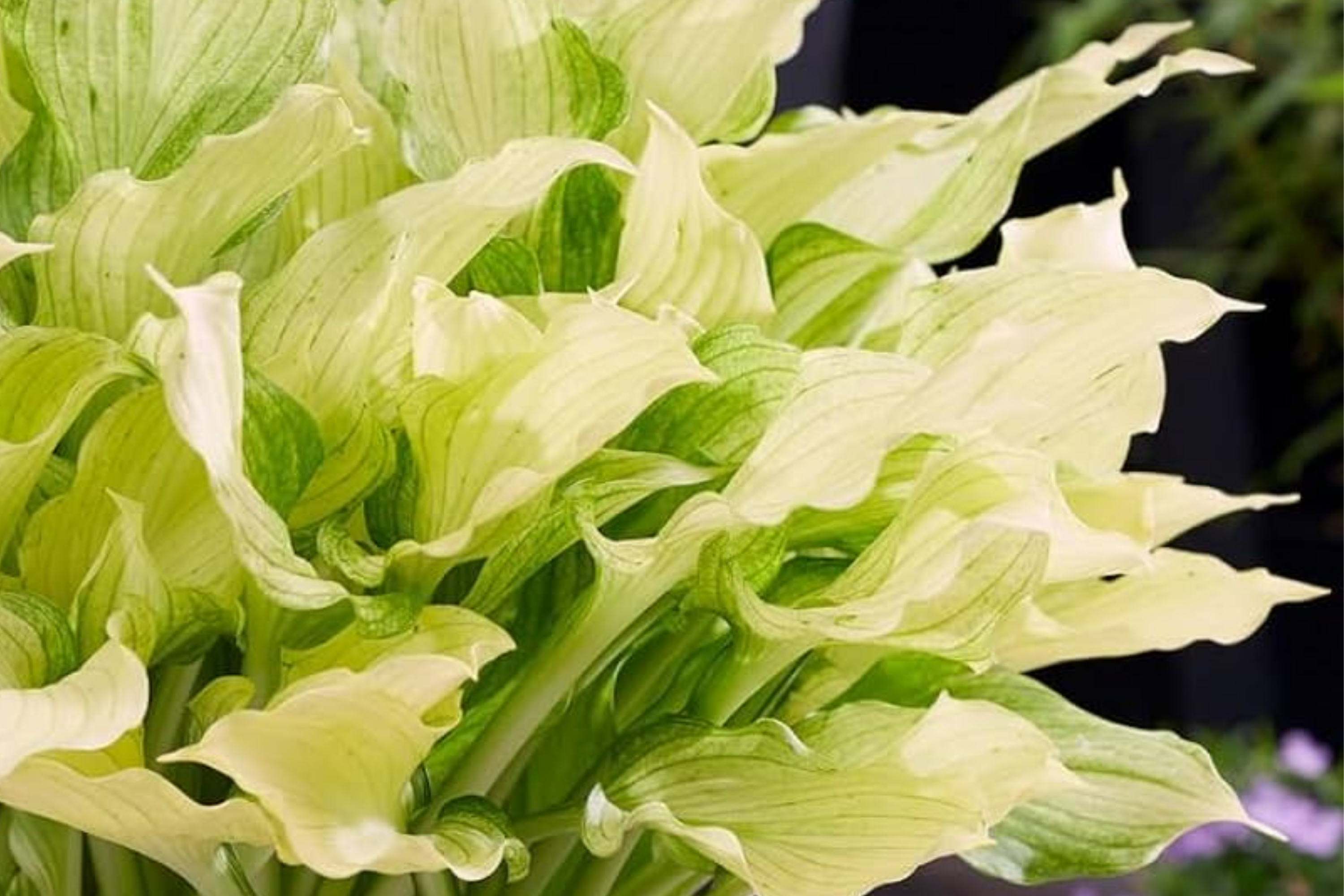 Rare White Feather Hosta | Live Bare Root Perennial | Shade-Loving Plant | Unique White Foliage | Cold Hardy | USDA Zones 3-9