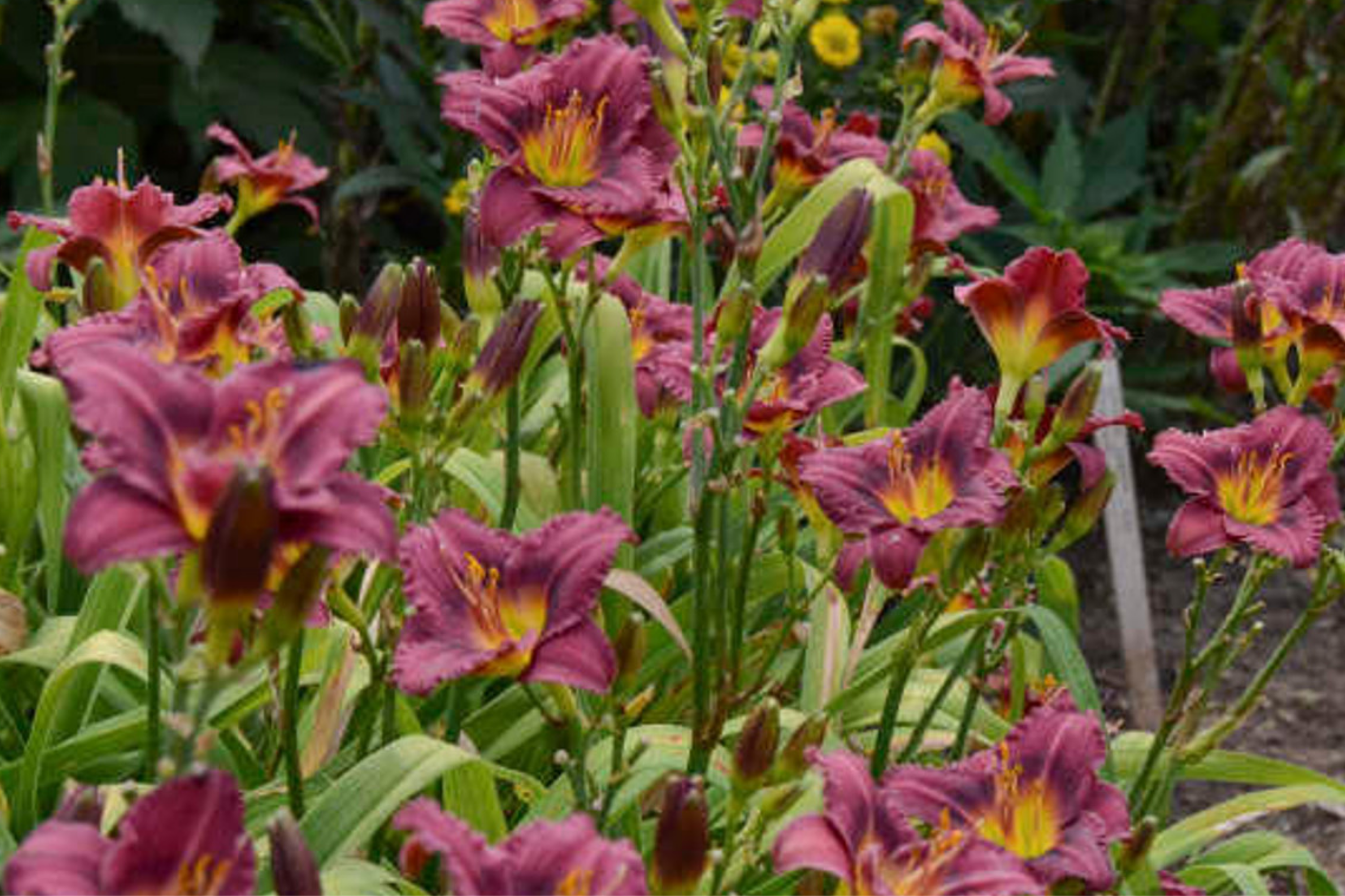 Little Grapette Daylily | Live Bare Root Plant | Compact & Hardy | Perennial Flower | Purple Blooms | Easy to Grow | USDA Zones 3-9
