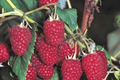 Royalty Purple Raspberry Bare Root Canes | 2-Year-Old Plants | Large Berries | Sweet Flavor | Cold Hardy | USDA Zones 4-8