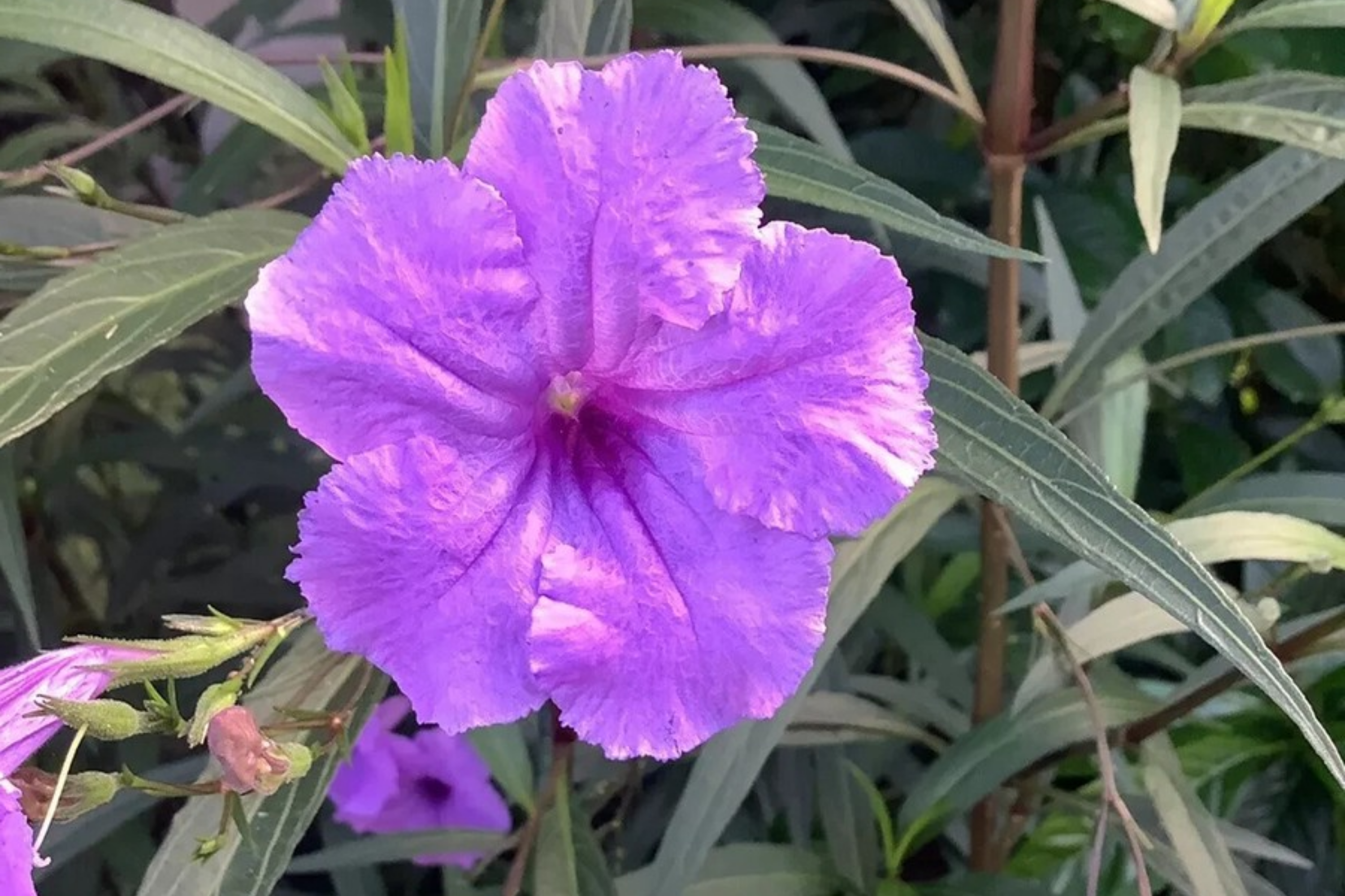 Mexican Petunia Ruellia Tuberosa, 2 Live Bare Root Plants, Rare & Exotic Purple, Perfect for Gardens, Shrubs and Outdoor Spaces