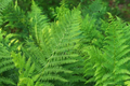 10 Lady Fern (Athyrium filix-femina) Bare Root Plants - Native Woodland Perennial, Shade-Loving, Cold-Hardy, Deer-Resistant Fern