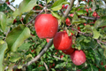 Live Gala Apple Tree 2-3ft Tall, Bare Root, Spring Ready, Hardy Zones 5-8, Perfect for Orchard or Garden