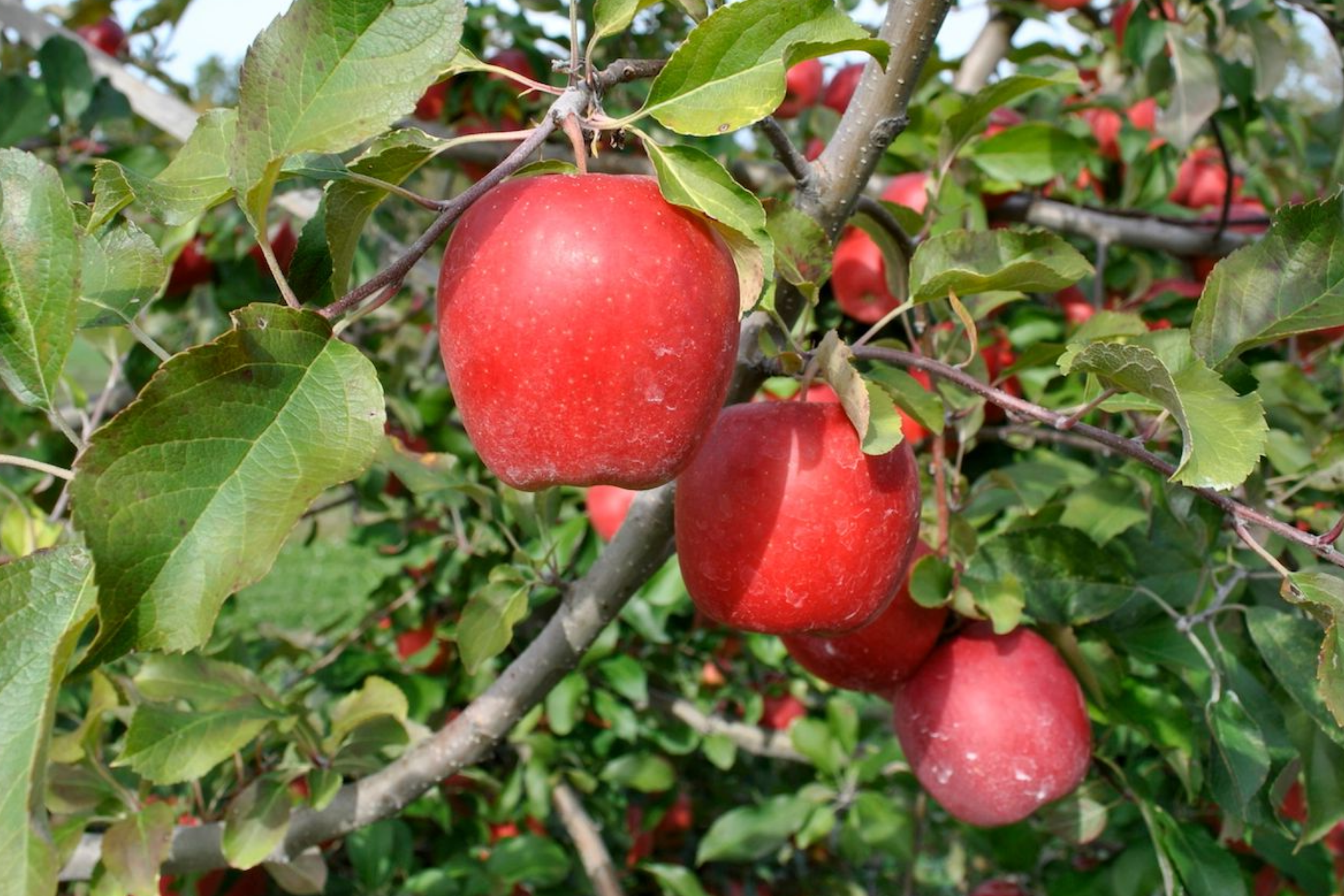 Live Gala Apple Tree 2-3ft Tall, Bare Root, Spring Ready, Hardy Zones 5-8, Perfect for Orchard or Garden