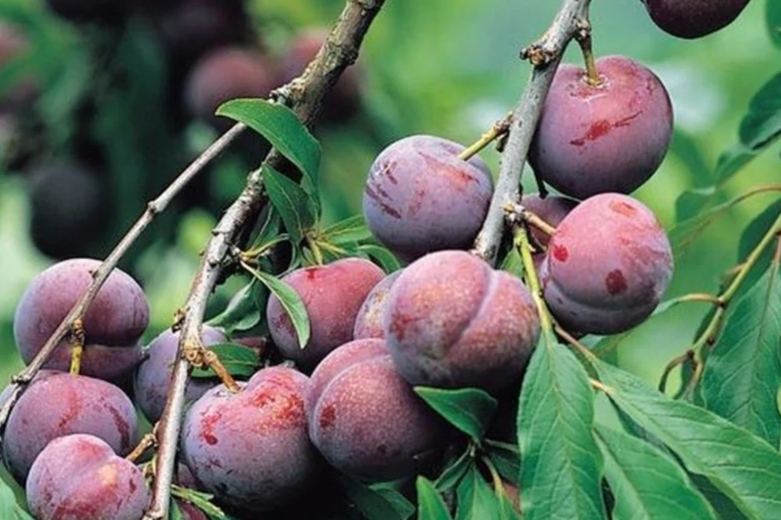 Santa Rosa Plum Tree Live Plant | 2ft Tall Bare Root | Sweet Juicy Fruit | Fast-Growing | Hardy Zones 5-9