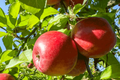 Fuji Apple Tree Live Plant | 2-3 Ft Tall | Bare Root Semi-Dwarf Fruit Tree | Sweet & Juicy Apples | Cold Hardy | Zones 4-9