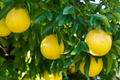 Trifoliate Orange Rootstock (15 Bare Root Plants) - Hardy Citrus for Grafting