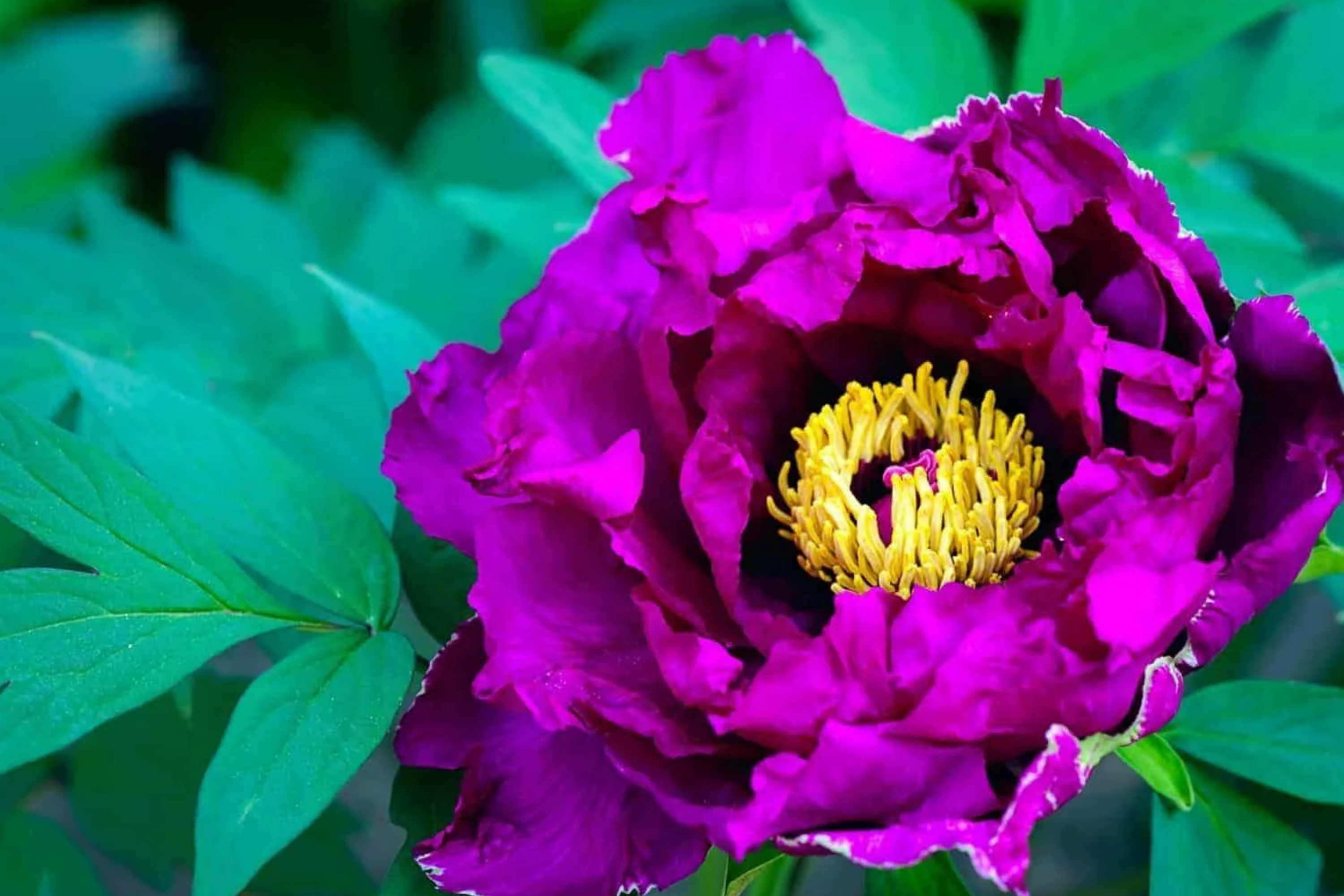 Dark Purple Peony Bare Root (2+ Eyes) - Large Double Blooms, Perennial, Zones 3-8