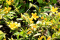Yellow Carolina Jasmine Live Plants (6) - 8-10" Rooted Vines, Climbing Flowering Vine