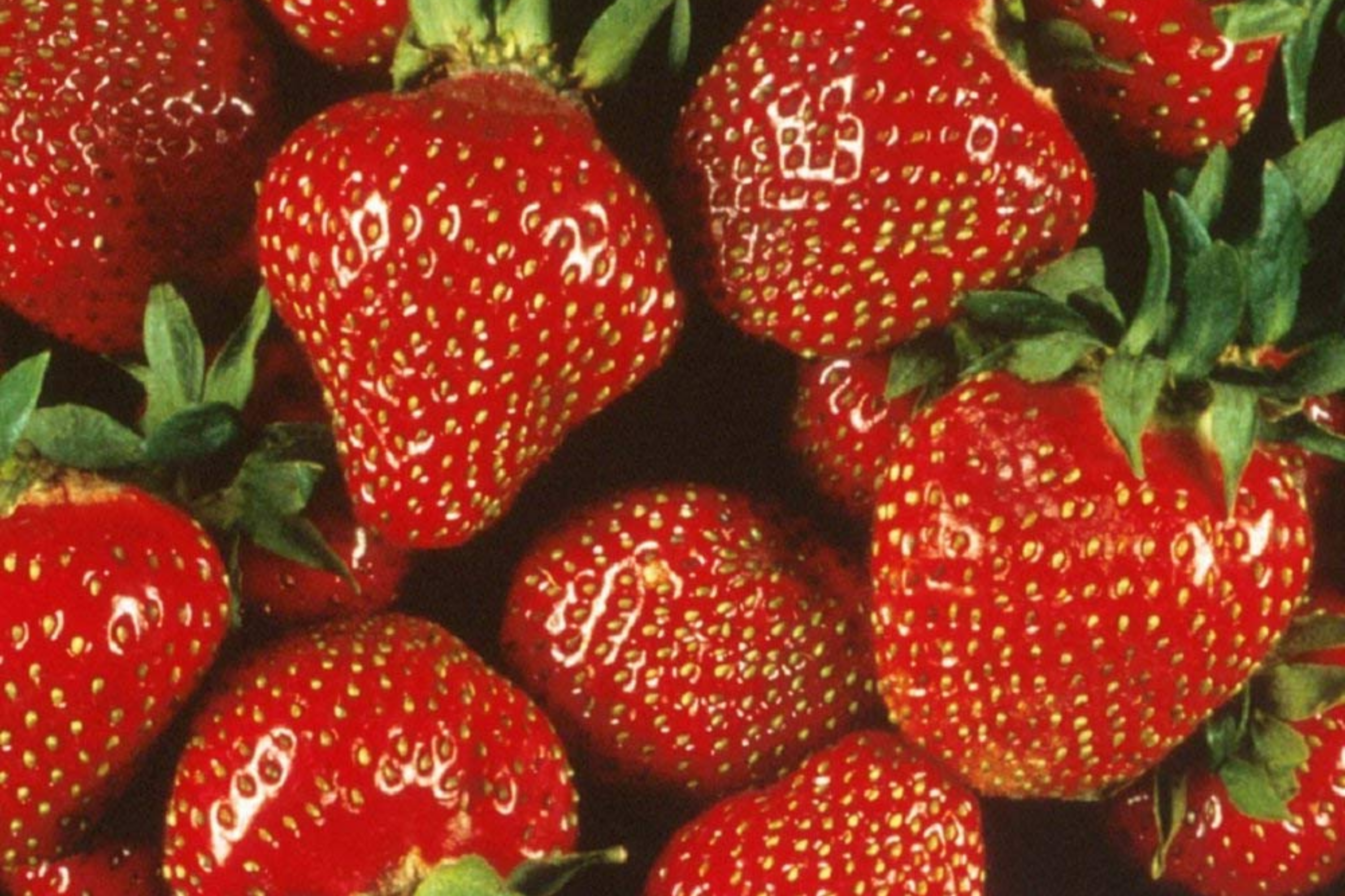 Quinault Everbearing Strawberry Plants - 25 Bareroot Plants, Large & Sweet, Zones 4-9