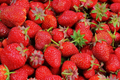 Ozark Beauty Everbearer Strawberry Plants - 25 Bareroot Plants, Sweet & Hardy, Zones 3-8