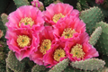 Opuntia Hybrid "Watermelon" Prickly Pear Cactus - 1 Rooted Cutting, Vibrant Pink Blooms, Winter Hardy
