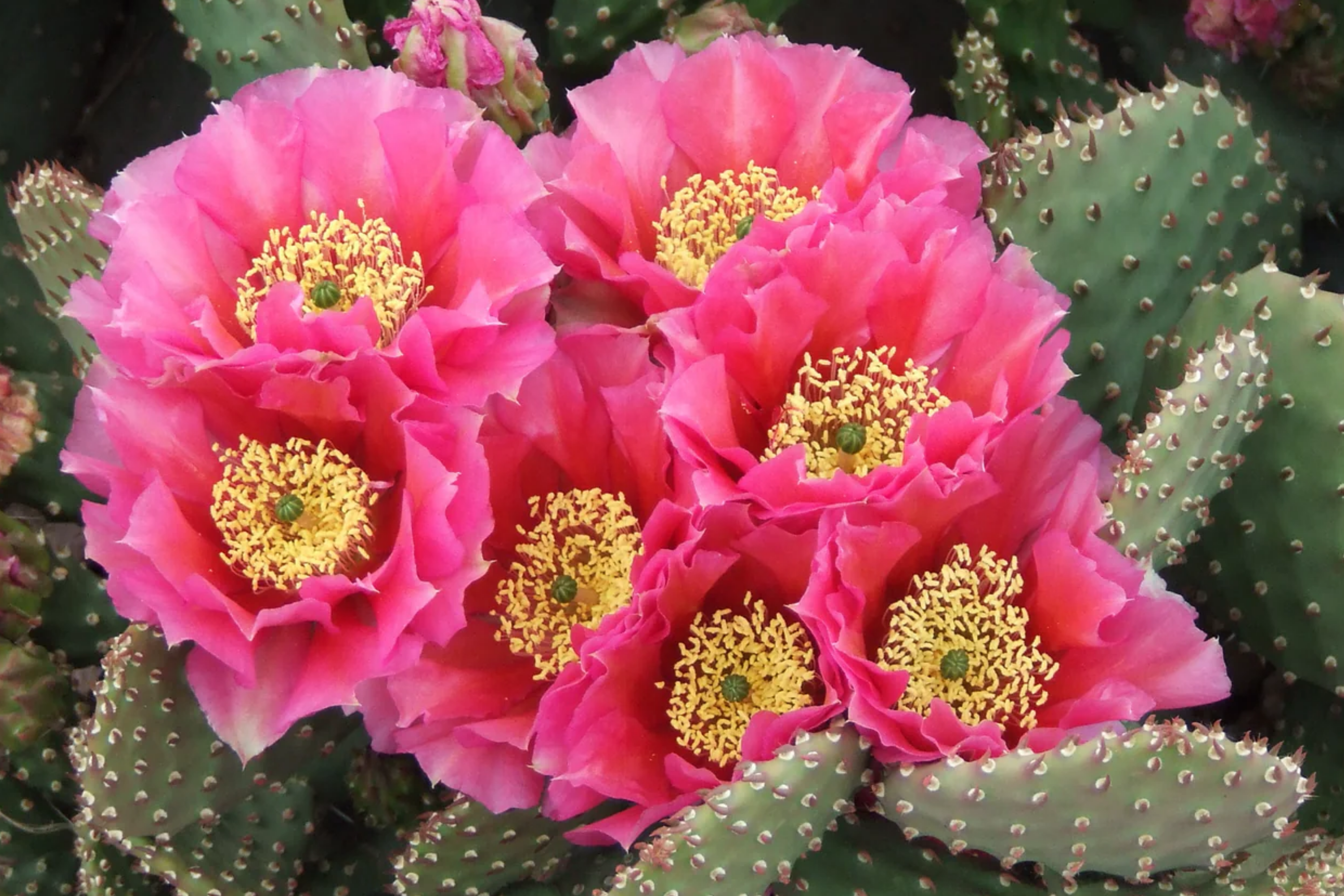 Opuntia Hybrid "Watermelon" Prickly Pear Cactus - 1 Rooted Cutting, Vibrant Pink Blooms, Winter Hardy
