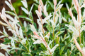 Dappled Willow Cutting - Salix integra 'Hakuro Nishiki', Variegated Foliage, Graceful Twisting Branches, Easy Care Plant