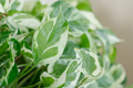 Pothos Pearls and Jade - 3 Cuttings, Variegated Devil’s Ivy, Easy Indoor Houseplant