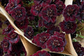 Chocolate Cosmos Seeds - 200 Rare Flower Seeds - USA Grown -  - Vanilla Scented - Dark Blooms - Butterfly Attractor