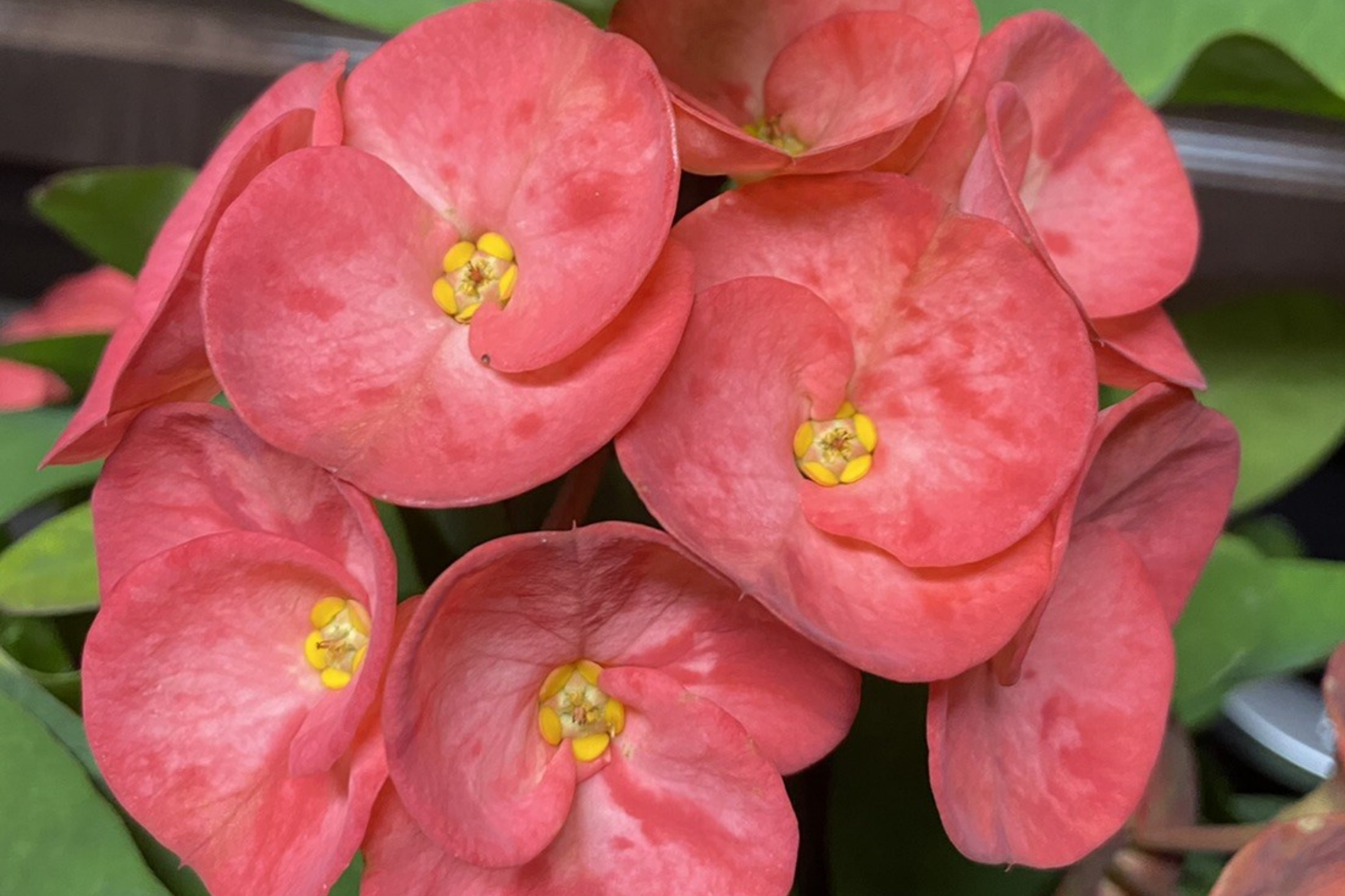 Rainbow Crown of Thorns Cutting (1) - Unrooted Euphorbia Plant, Colorful Blooms, Easy to Grow Succulent