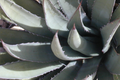 Agave lechuguilla 10 Leaf Cutting - Rare Desert Succulent Starter Plant