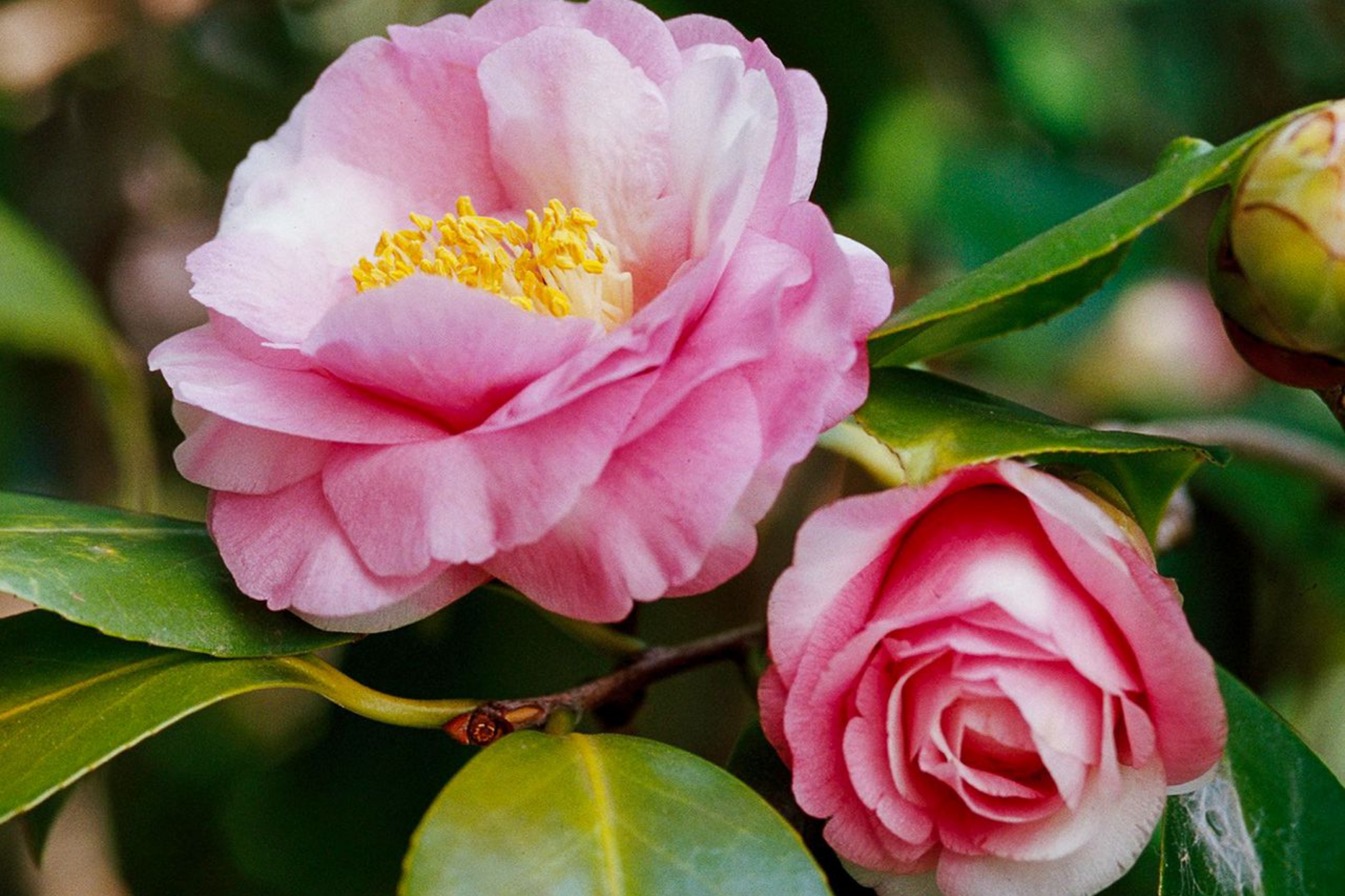 Live Camellia Sinensis Tea Plant - 8-10" Tall, Grow Your Own Tea - Zones 6-10