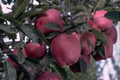 Live Arkansas Black Apple Tree - 2-3ft Tall, Cold Hardy, Rare Dark Fruit - Plant Now!