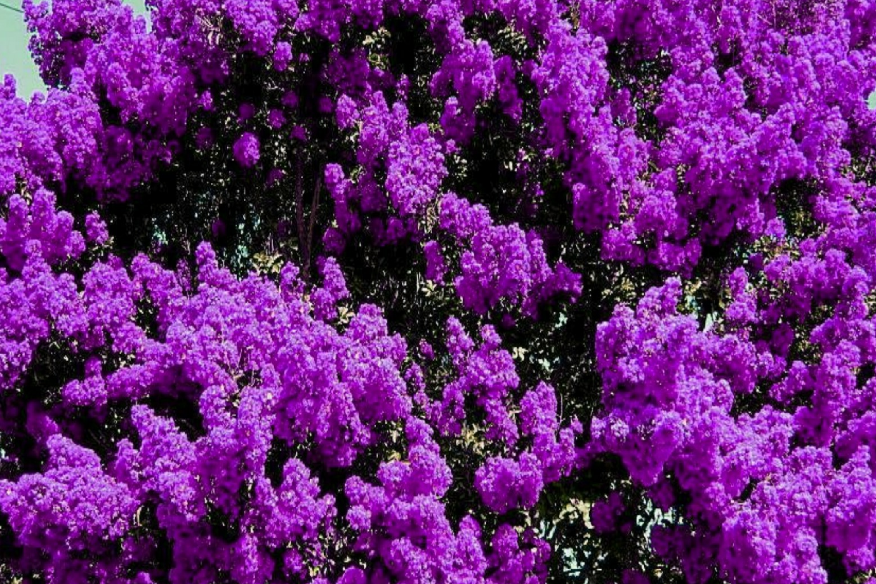 2 LIVE Purple Crape Myrtle Plants 2+ft | Ready to Plant Now | Beautiful Garden Trees, Bare Root
