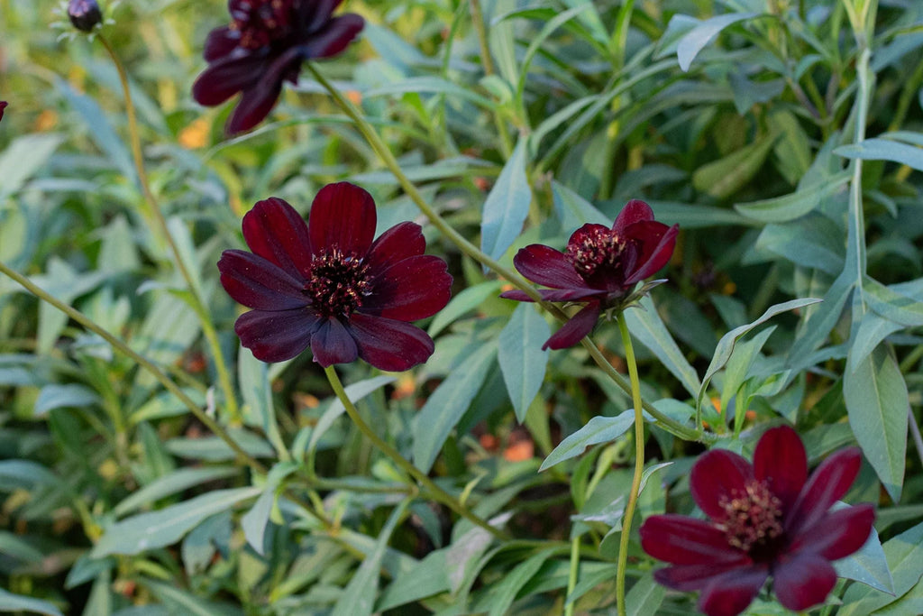 Chocolate Cosmos Seeds - 200 Rare Flower Seeds - USA Grown -  - Vanilla Scented - Dark Blooms - Butterfly Attractor