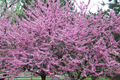 Eastern Redbud Tree 2+ Feet Tall | Purple Flowers | Hardy for Zones 4-8 | Ready to Plant Now | Ornamental Tree