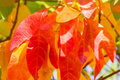 2 Sassafras Trees - 1-2 Ft Tall Live Bare Root | Aromatic Leaves | Fast Growing | Ready to Plant | Perfect for Landscaping
