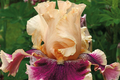 Skirting the Issue Iris Plant - Quart Pot | Apricot & Hot Pink Flowers | 40" Tall Perennial | Hardy Zones 3-10 | Easy to Grow