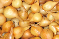Yellow Onion Sets - Naturally Grown, Non-GMO | 8 oz. (40-60 Bulbs) | Stuttgarter Variety | Easy to Grow & Store | Shipping Now