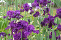 For Veronica Iris Plant - Quart Pot | Large Wine-Black Flowers | Perennial | Hardy Zones 3-10 | Deer & Drought Resistant