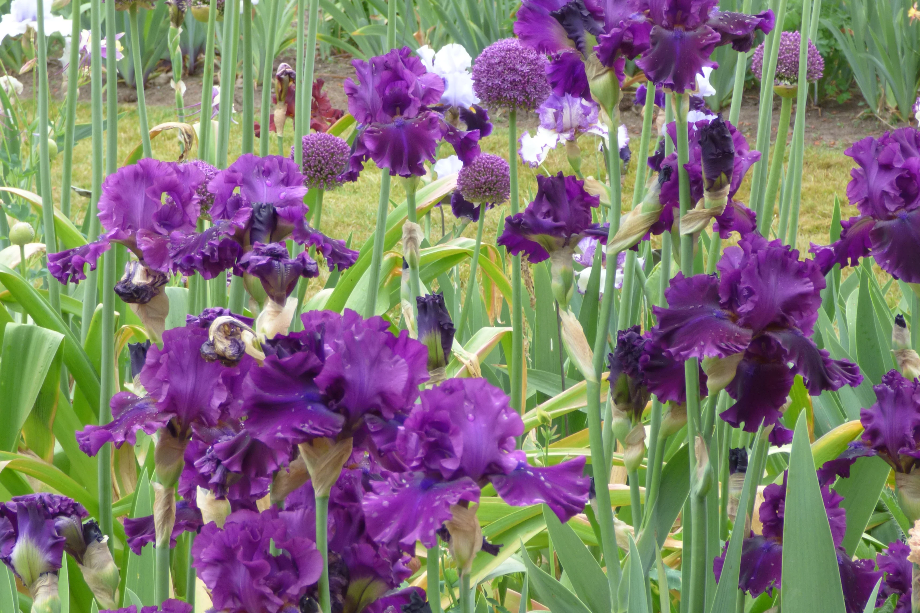 For Veronica Iris Plant - Quart Pot | Large Wine-Black Flowers | Perennial | Hardy Zones 3-10 | Deer & Drought Resistant