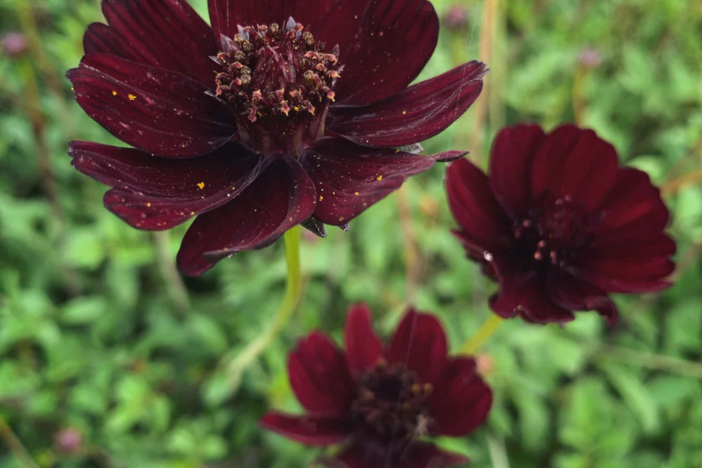 Chocolate Cosmos Seeds - 200 Rare Flower Seeds - USA Grown -  - Vanilla Scented - Dark Blooms - Butterfly Attractor