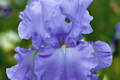 Open Ocean Bearded Iris - Quart Pot | Reblooming Lilac Blue Perennial | 38" Tall, Deer Resistant, Hardy Zones 3-10 | Strong Cut Flower