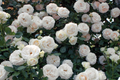 White Eden Climbing Rose - 1.5 Gal Pot | 100+ Petals | Creamy White Blush Flowers | Own Root | Hardy Zones 5-9 | 12’ Tall | Repeat Bloomer