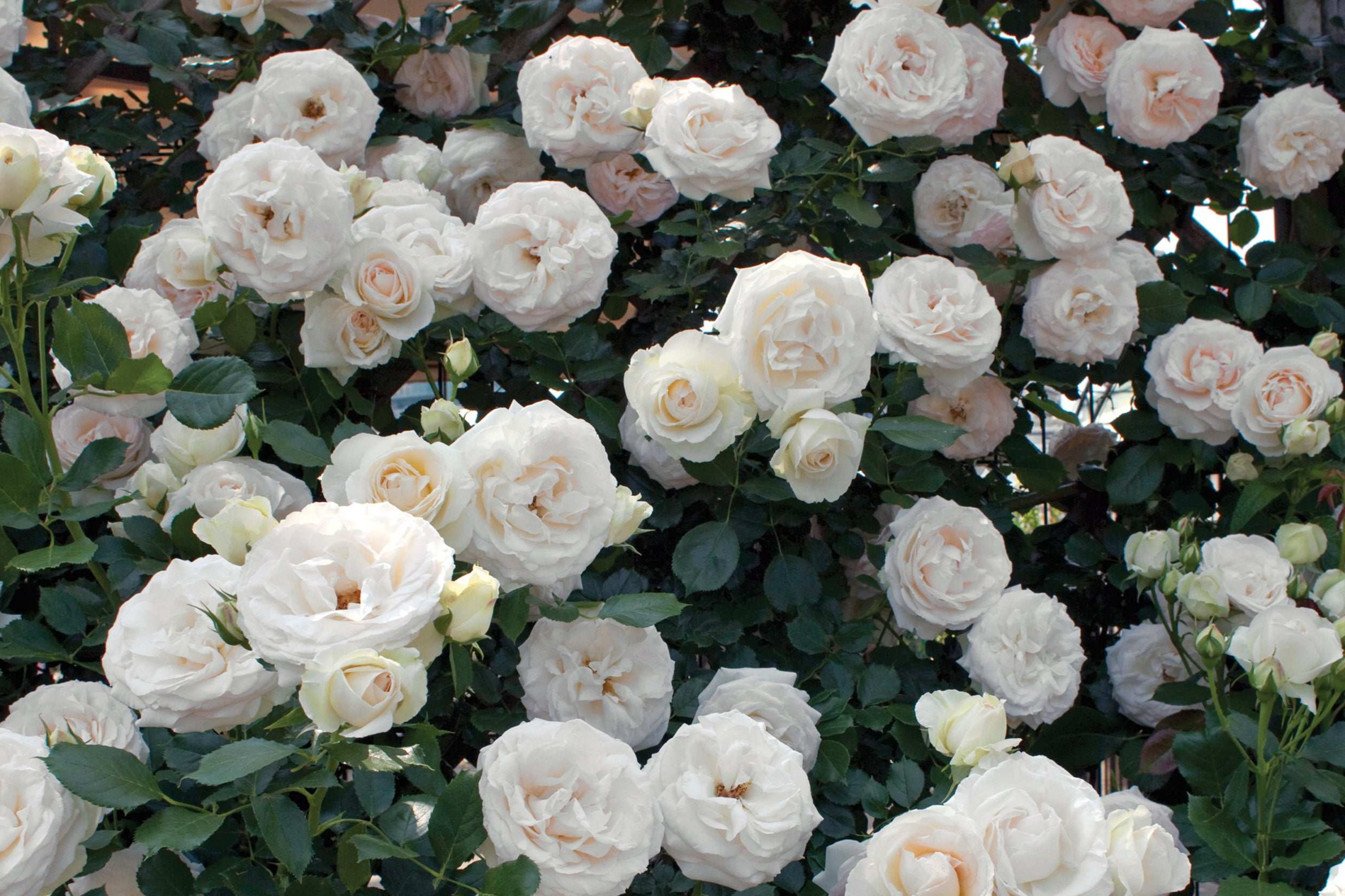 White Eden Climbing Rose - 1.5 Gal Pot | 100+ Petals | Creamy White Blush Flowers | Own Root | Hardy Zones 5-9 | 12’ Tall | Repeat Bloomer