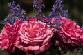 Loves Me Loves Me Not Rose - 5' Tall | Fragrant Deep Pink Hybrid Tea | 1.5 Gal Pot | 200+ Petals | Reblooming, Own-Root | Zones 5-10