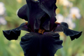 Old Black Magic Iris - Quart Pot | Fragrant Black Flowers | Hardy Perennial | Zones 3-10