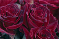 Black Baccara Rose - 1.5 Gal Potted | Deep Burgundy-Black Hybrid Tea | Long-Lasting Cut Flowers | Zones 6-10