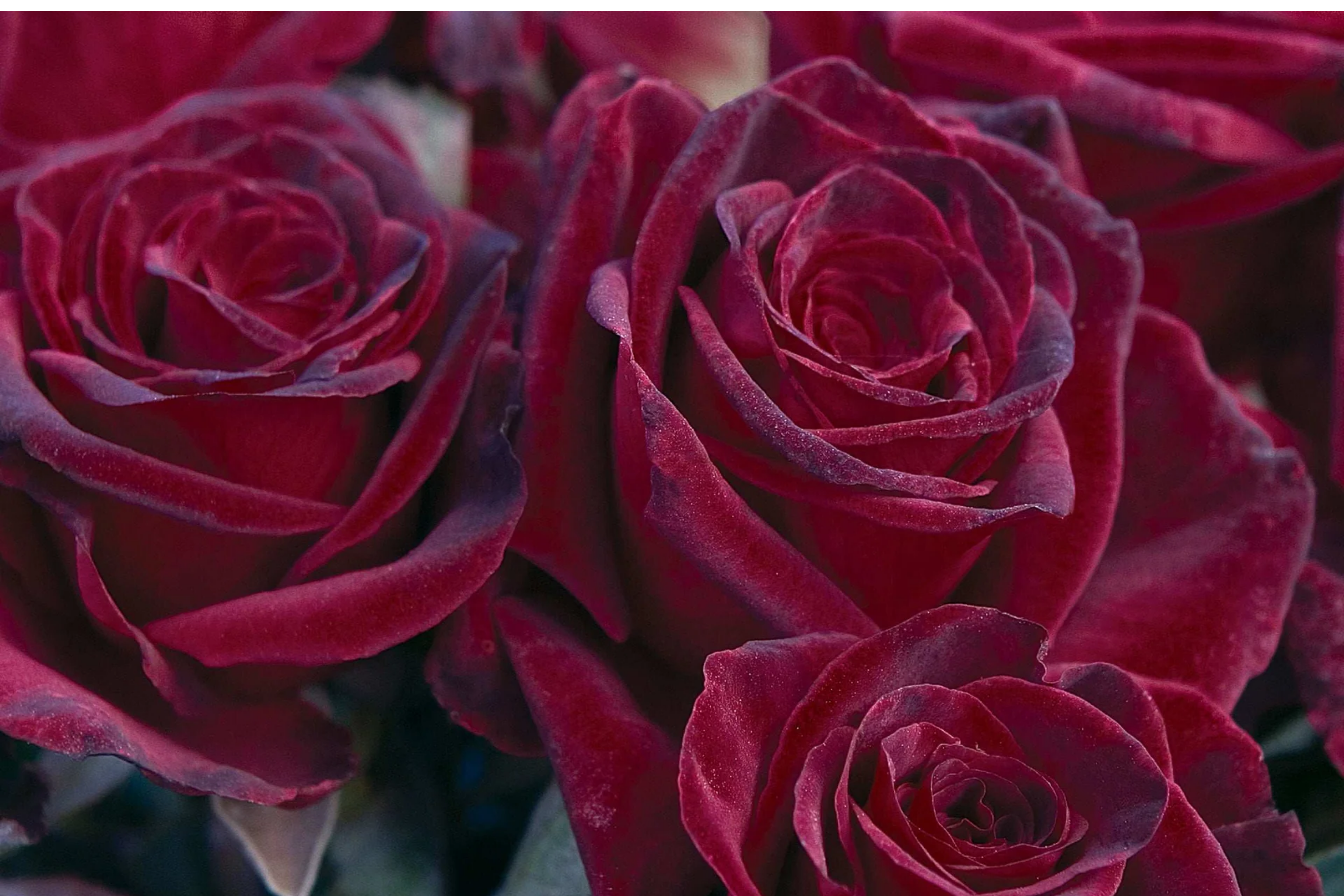Black Baccara Rose - 1.5 Gal Potted | Deep Burgundy-Black Hybrid Tea | Long-Lasting Cut Flowers | Zones 6-10