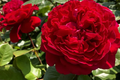 Rouge Royal Rose Plant - 1.5 Gal Potted | Highly Fragrant Red Blooms | Heavy Reblooming Floribunda | Zones 6-10 | Pesticide-Free