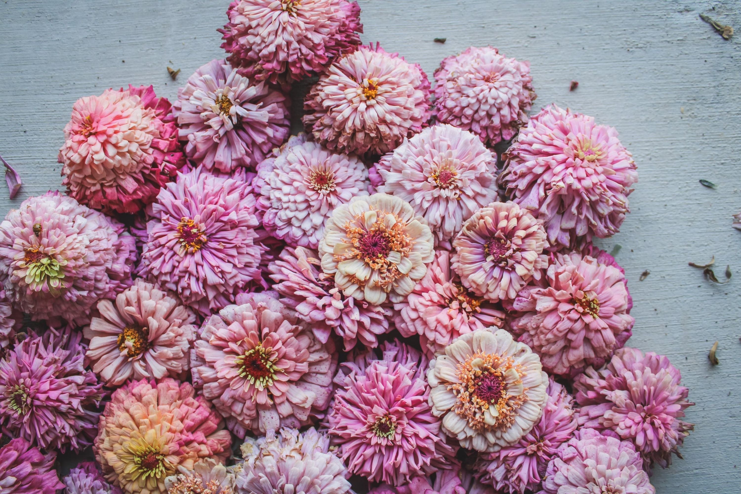 Cupcakes Pink Mix Zinnia Seeds - 100+ Flower Seeds - USA Grown -  - Double Blooms - Cut Flowers - Butterfly Garden