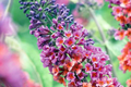 2 Bicolor Butterfly Bush Live Starter Plants (Buddleia) | Fast-Growing, Fragrant, Drought-Hardy, Butterfly Magnet