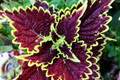 Felix Coleus Rooted Cutting | Vibrant Foliage Starter Plant | Easy Care for Indoor & Outdoor Gardens