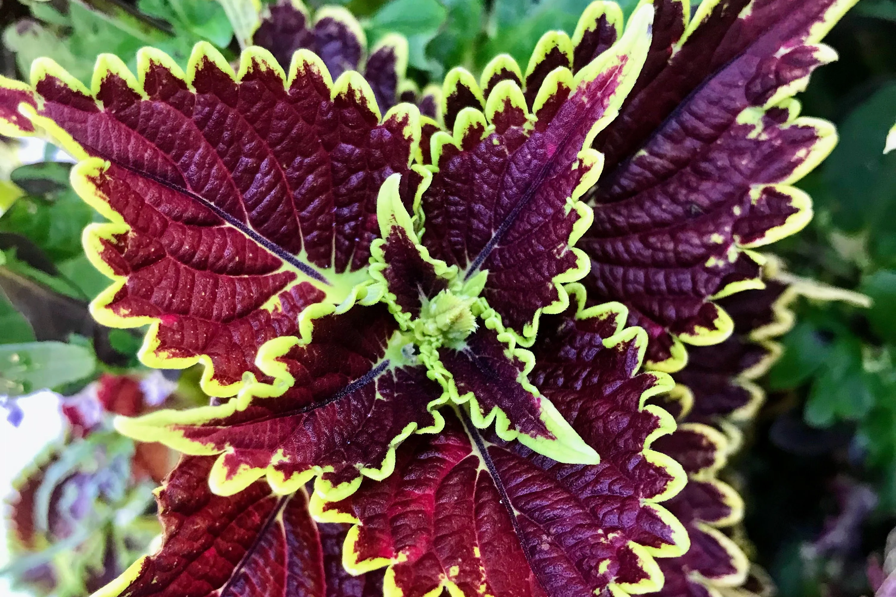 Felix Coleus Rooted Cutting | Vibrant Foliage Starter Plant | Easy Care for Indoor & Outdoor Gardens