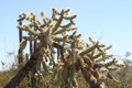 Opuntia Fulgida Cactus - 2 Fresh Cuttings (6-9 Inches) | Chain Fruit Cholla | Treated with Rootone for Easy Rooting