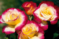 Double Delight Rose – 5 Fresh Unrooted Cuttings (4–6 Inches) for Rooting / Propagation