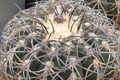 Gymnocalycium spegazzinii armatum Cactus - Live Succulent Plant, 3-4 cm Tall, Rare, Hardy, Beautiful Twisted Spines