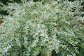25+ Nishiki Dappled Willow Tree Cuttings (8-10") for Propagation - Fast Growing, Easy to Root in Water or Soil