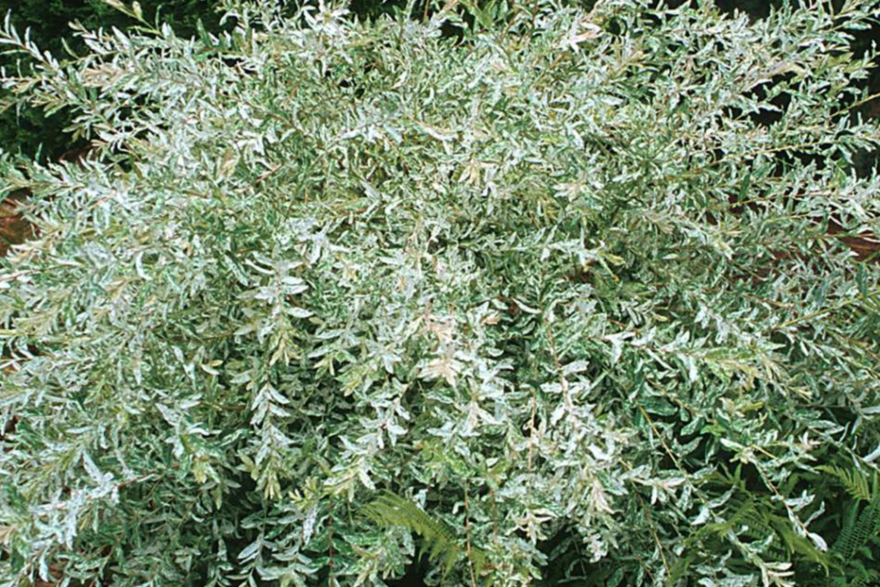 25+ Nishiki Dappled Willow Tree Cuttings (8-10") for Propagation - Fast Growing, Easy to Root in Water or Soil